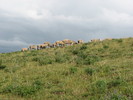 photo thumbnail #13