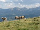 photo thumbnail #14