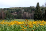 photo thumbnail #14