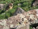 photo thumbnail #15