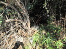 photo thumbnail #13