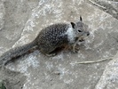 photo thumbnail #11