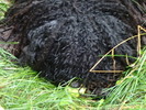 photo thumbnail #8
