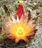 photo thumbnail #11