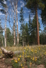 photo thumbnail #1