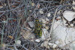photo thumbnail #15