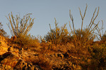 photo thumbnail #3