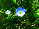 photo thumbnail #7