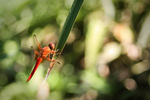 photo thumbnail #5