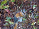 photo thumbnail #1