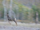photo thumbnail #11