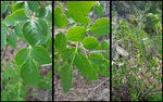 photo thumbnail #4