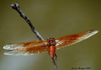photo thumbnail #5