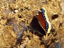 photo thumbnail #6