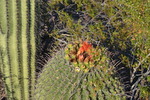 photo thumbnail #4