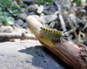 photo thumbnail #8