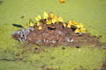 photo thumbnail #13