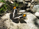 photo thumbnail #15