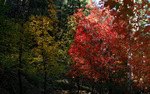 photo thumbnail #2