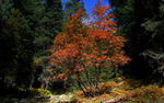 photo thumbnail #15
