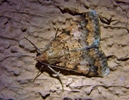 photo thumbnail #13