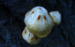 photo thumbnail #10