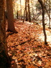 photo thumbnail #15