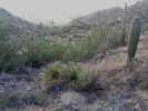 photo thumbnail #4