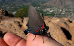 photo thumbnail #9
