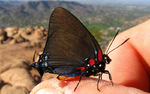 photo thumbnail #10