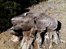 photo thumbnail #6