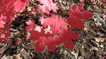 photo thumbnail #15
