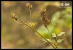 photo thumbnail #15