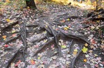 photo thumbnail #9
