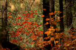 photo thumbnail #15