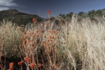 photo thumbnail #10