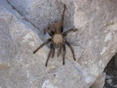 photo thumbnail #1