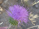 photo thumbnail #15