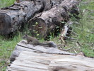 photo thumbnail #10