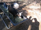 photo thumbnail #9