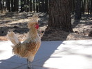 photo thumbnail #10