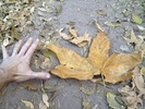 photo thumbnail #2