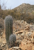 photo thumbnail #3