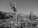 photo thumbnail #13