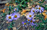 photo thumbnail #13