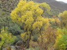 photo thumbnail #11