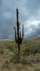 photo thumbnail #5