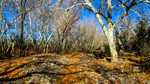 photo thumbnail #9