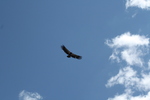 photo thumbnail #14