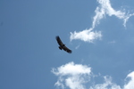 photo thumbnail #15